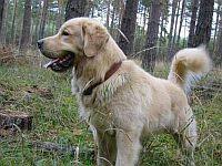 Golden Retriever Rüde mit Papiere an Hundeerfahrene Familie abzugeben.