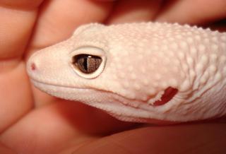 Leopardgeckos Farbformen gesucht - PVB