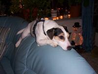 2 Jack Russel abzugeben Familienhunde