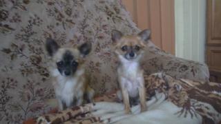 2 Chihuahuas m/w