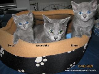 6 reinrassige Russisch Blau Kitten mit Stammbaum