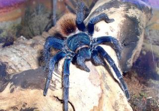 Seltene Vogelspinnen zu verkaufen, Ephebopus, Brachypelma, usw.