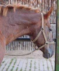 Quirrliger 16 jähriger Trakehnerwallach sucht.