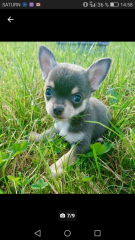 Ich suche einen Chihuahua Welpen