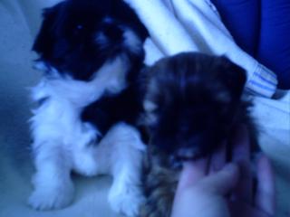 Shi tzu Girl sucht zu hause