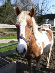 Netter Pony-Mix sucht nette Reitbeteiligung in Friedrichshafen