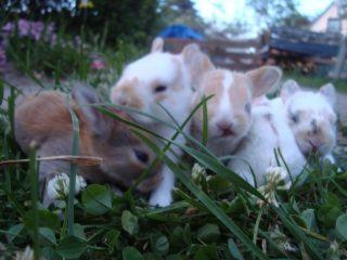 5 süsse farbzwergbabys in besondere zeichnung suchen.