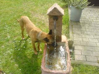 Malinois 6 Monate alt