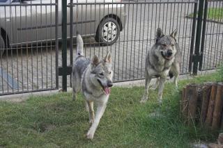 Sehr selten Tschechoslowakische Wolfshunde