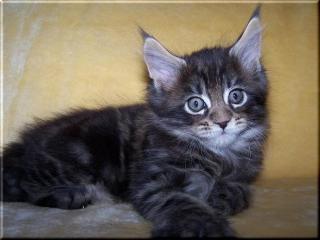 Maine Coon Baby