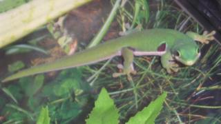 Phelsuma quadriocellata 0. 1 Augenfleck-Taggecko weib. DNZ 07