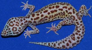 Suche 2 weibliche Leopardengeckos