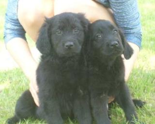 FLAT COATED RETRIEVER