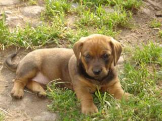 Rottweiler-Zwergdackel Mischlings Welpen