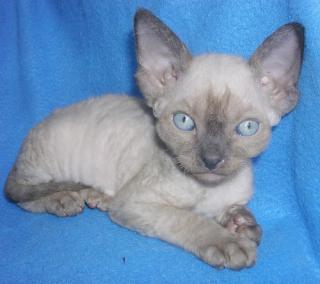 Süße Devon Rex Kitten in Sealpoint