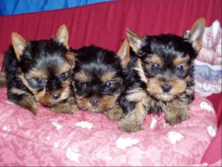 Yorkshire terrier /mini/