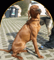 Magyar Vizsla Rüde Marlow