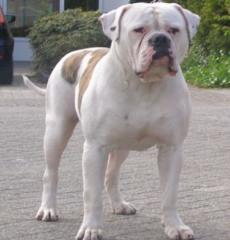 Bully American Bulldog pups