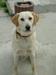 Labrador