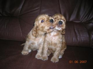 Spanielbabys