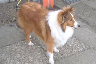 Sheltie-Deckrüden