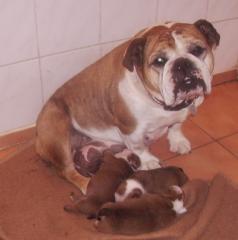 English Bulldogwelpen ab Mitte august