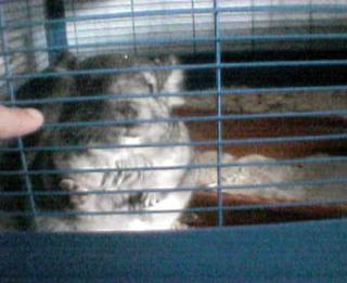 2 Chinchillas