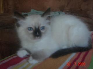 Ragdoll Kitten