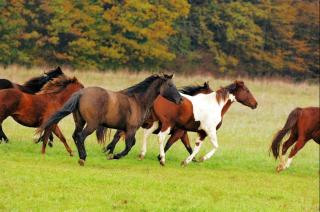 Paint u. Quarterhorses Cowhead-Ranch