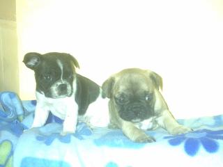 2 Franz. Bulldogwelpen