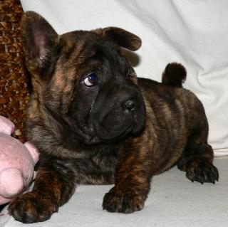 SHAR PEI mix