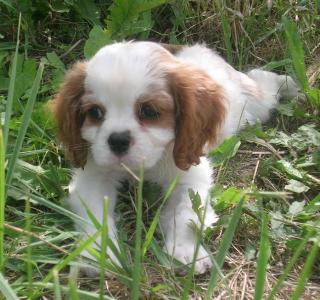 Cavalier King Charles Spaniel