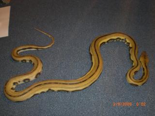 Python reticulatus super tiger