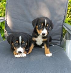 Appenzeller sennenhund welpen