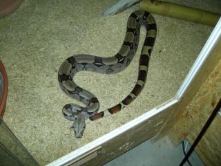 Boa Constrictor Guyana