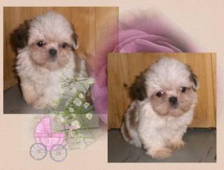 Shih tzu welpen