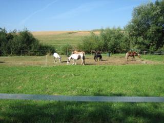 Offenstallplatz/Laufstall