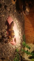 Leopardgecko bandit weiblich