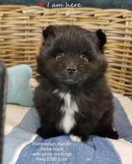 Pomeranienhündinwelpe black with white markings