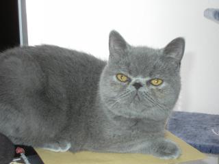 Exotic Shorthair Jungs 6 Monaten