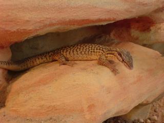 Stachelschwanzwaran varanus acanthurus