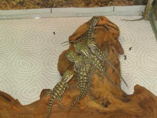 Pogona Henrylawsoni 0, 0, 10