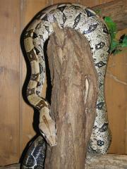 1, 0 Boa constrictor constictor ggfs mit Terrarium abzugeben