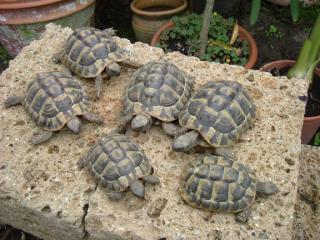 Griechische Landschildkröten