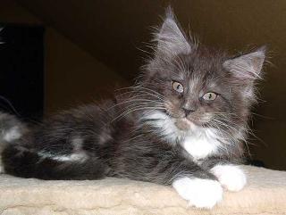 Typvolles Maine Coon Katerchen in black-smoke/white