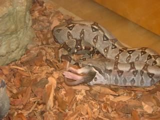 Boa Constrictor C. Nachzuchten abzugeben