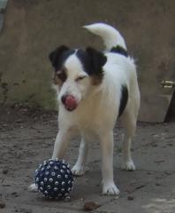 Parson Russell Terrier Welpen