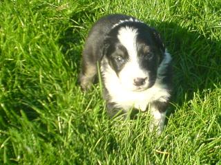 Australian Shepherd