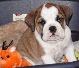 English Bulldog Welpe, Rüde, 17 Wochen alt