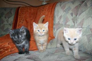 Main Coon Mix Kitten